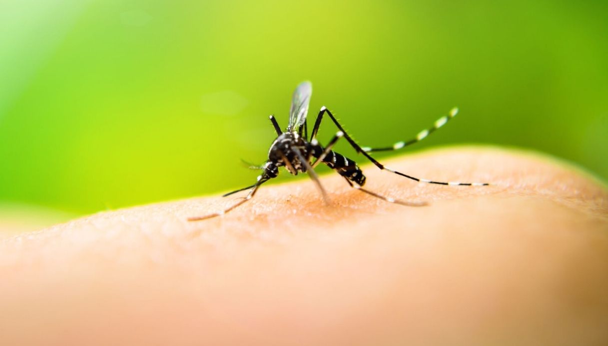 West Nile Virus: cause, sintomi e zone colpite