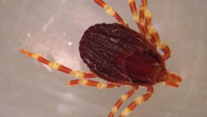 Zecca gigante