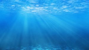 Un'alga cinese è stata trovata nel porto di Gioia Tauro