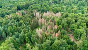 I boschi cambiano colore, è allarme bostrico