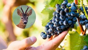Allarme vino e caprioli