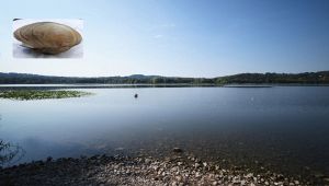 Cozza gigante, lago di Varese