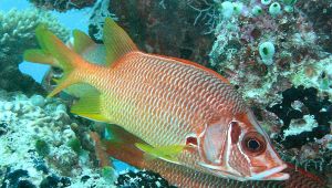 pesce scoiattolo Miramare