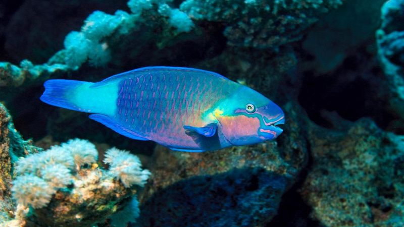 Pesce pappagallo