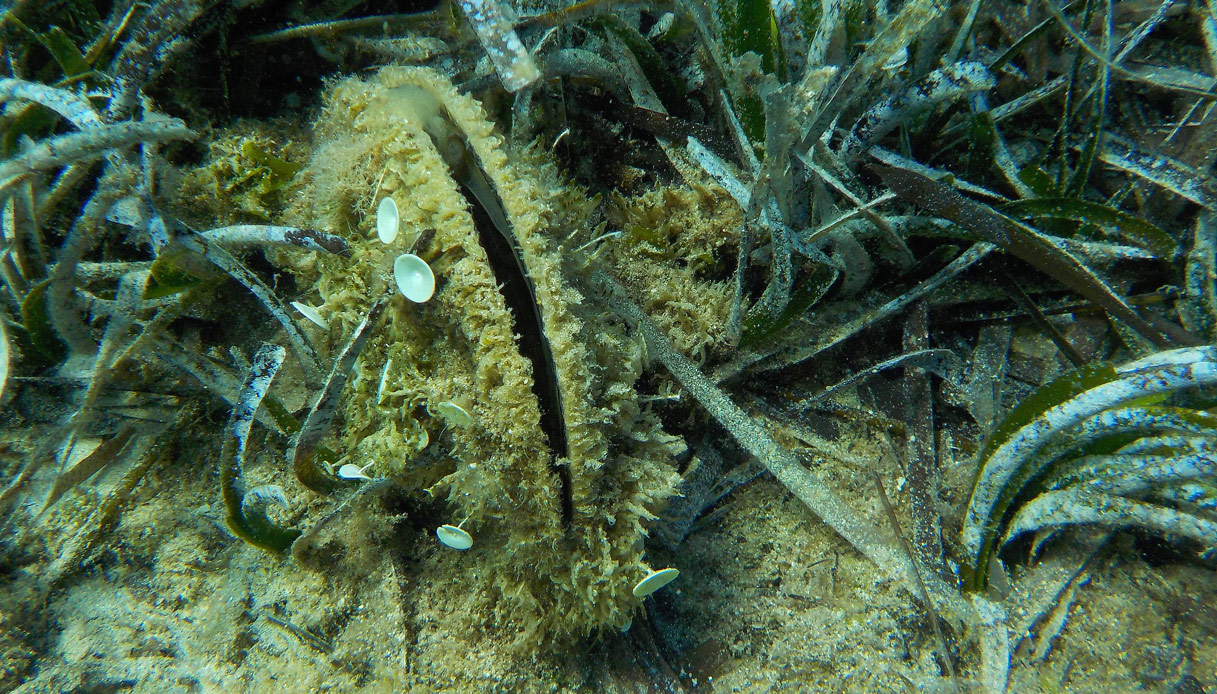 Pinna Nobilis Mollusco più grande del Mediterraneo non è estinto