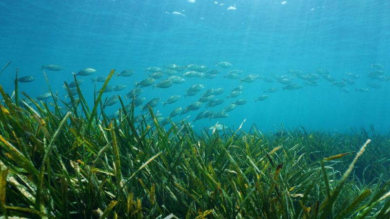 Posidonia