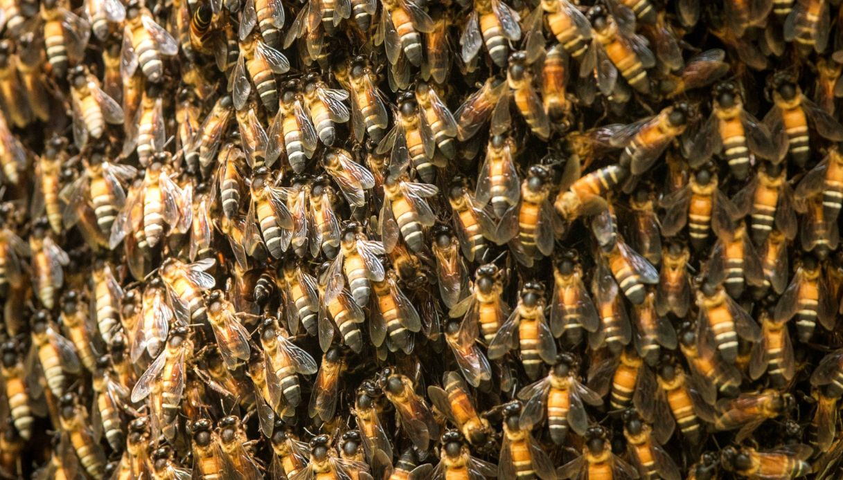 Rimosse le api aliene a Genova