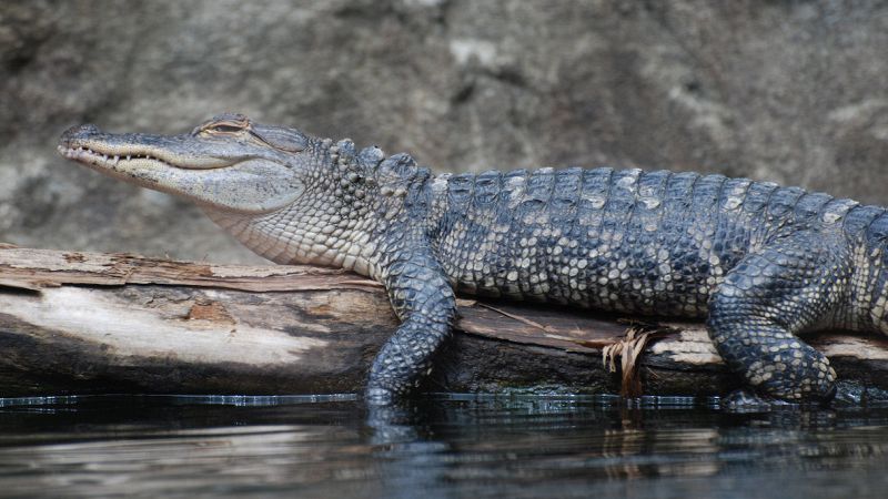 Il mistero del coccodrillo a Brivio