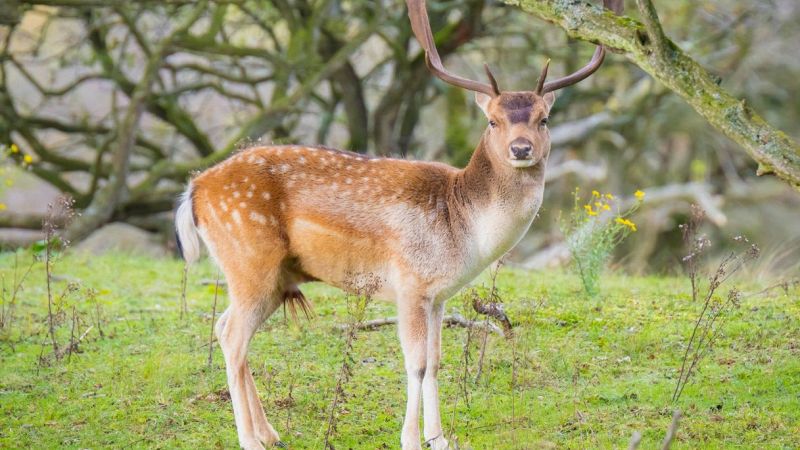 partita la caccia a mille "Bambi"