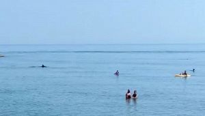Civitanova Marche: i delfini nuotano tra i bagnanti