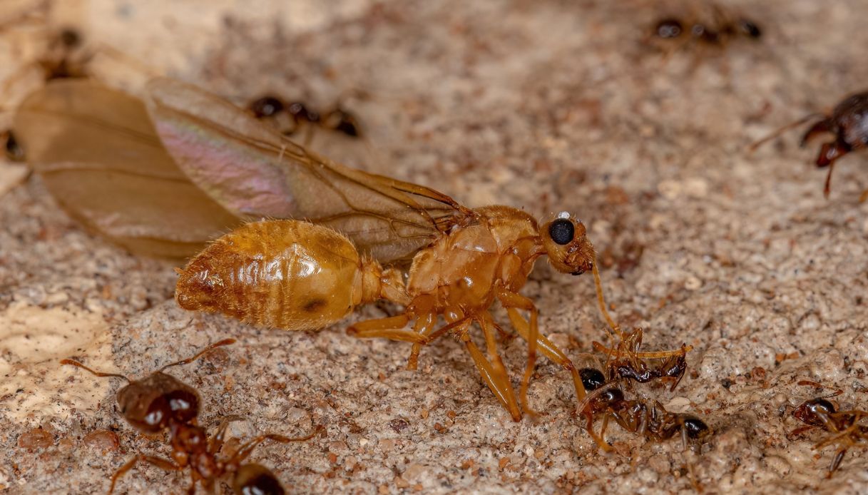 Ostia: invasione di formiche alate