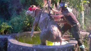 Il salvataggio della mucca caduta nel pozzo