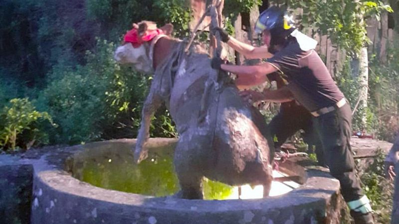Il salvataggio della mucca caduta nel pozzo