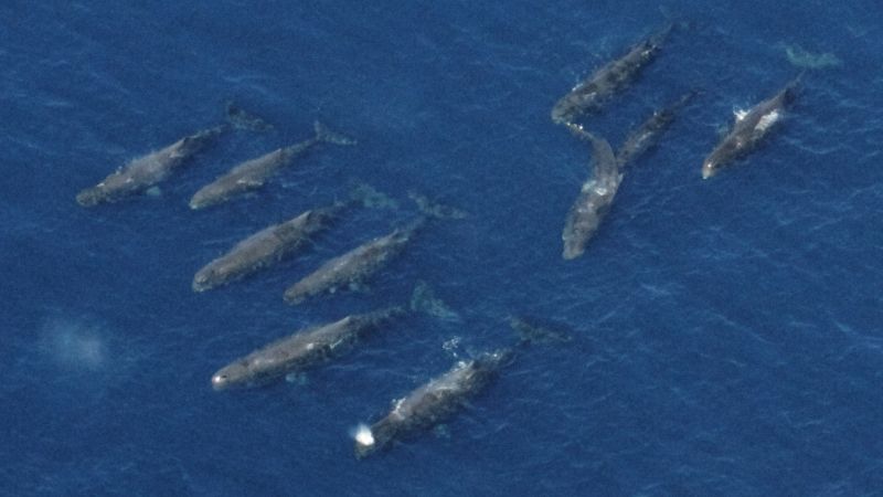 Eccezionale avvistamento di capodogli nel Mar Ligure