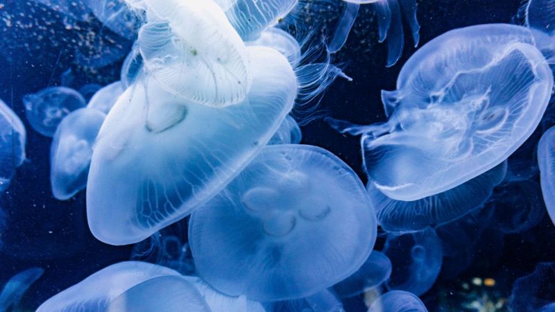 Troppe meduse nel Mediterraneo