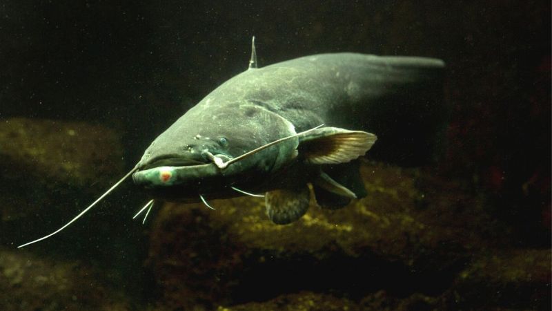 Pesce siluro