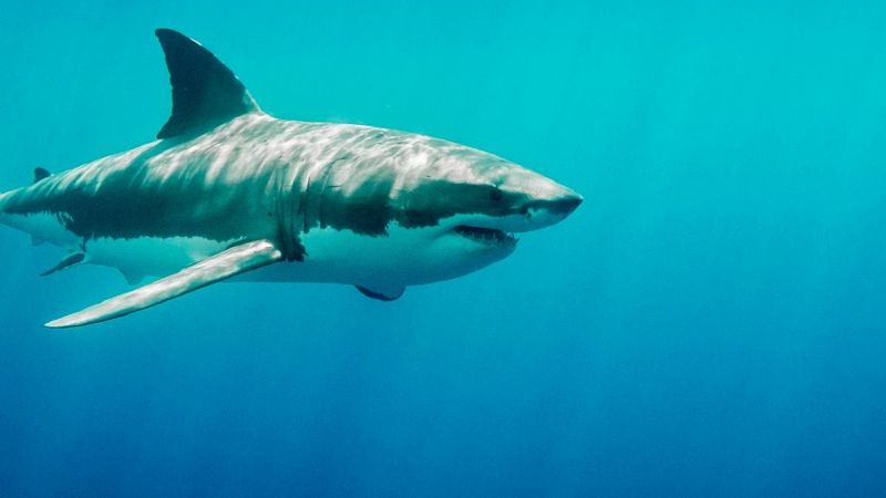 Carne di squalo sulle tavole italiane