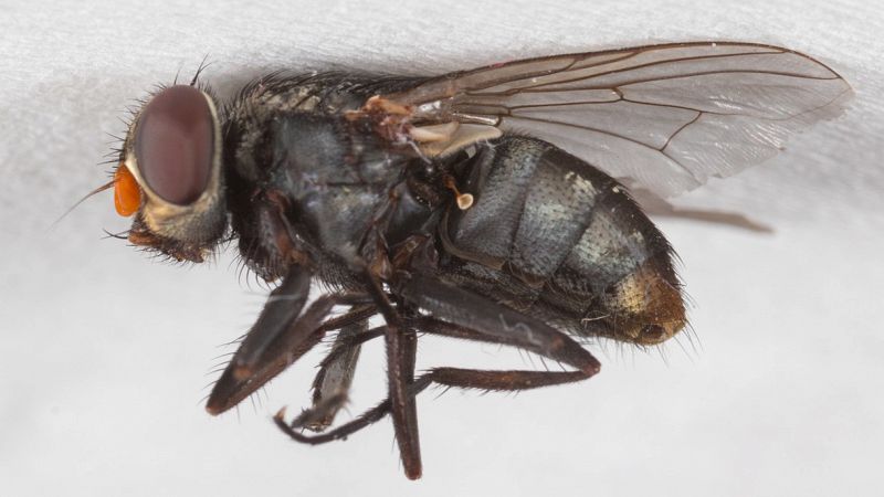 Genova, lo strano caso della mosca col dna cinese