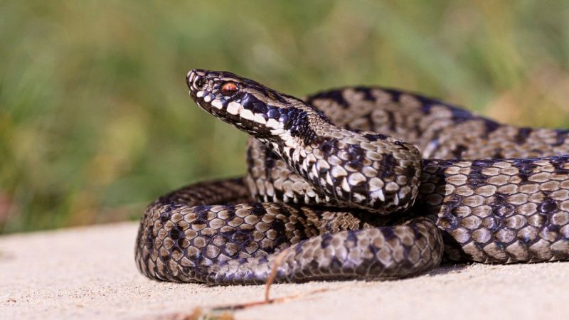 Vipera