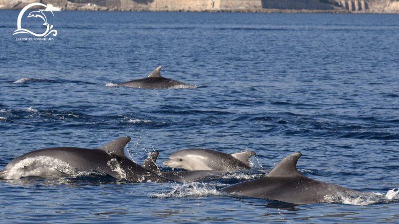 Delfini Ponente ligure