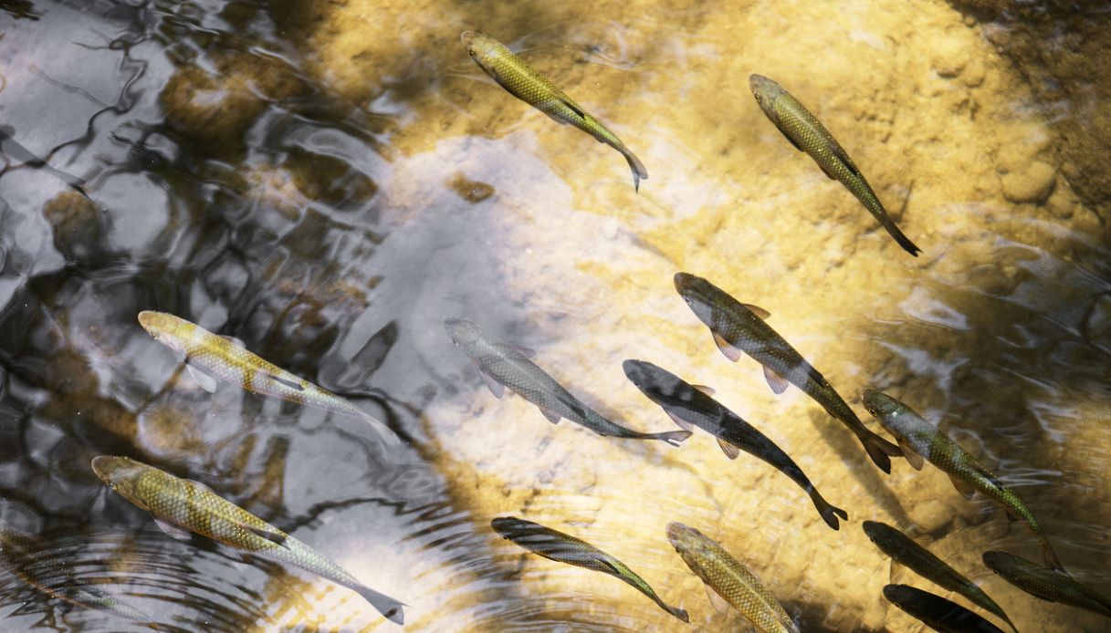 pesci in agonia a Chivasso