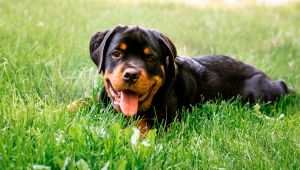 A Milano il voucher per sterilizzare cani e gatti