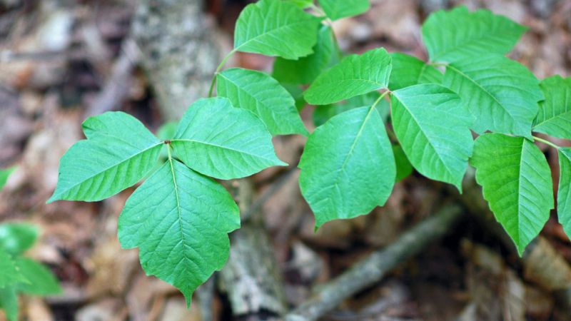 “Alien” poison ivy also grows in Italy: where it is and the risks
