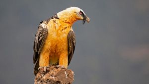 Lista Rossa IUCN: oltre 100 specie a rischio estinzione in Italia