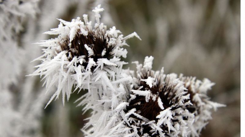 Fiori di ghiaccio a Castelluccio