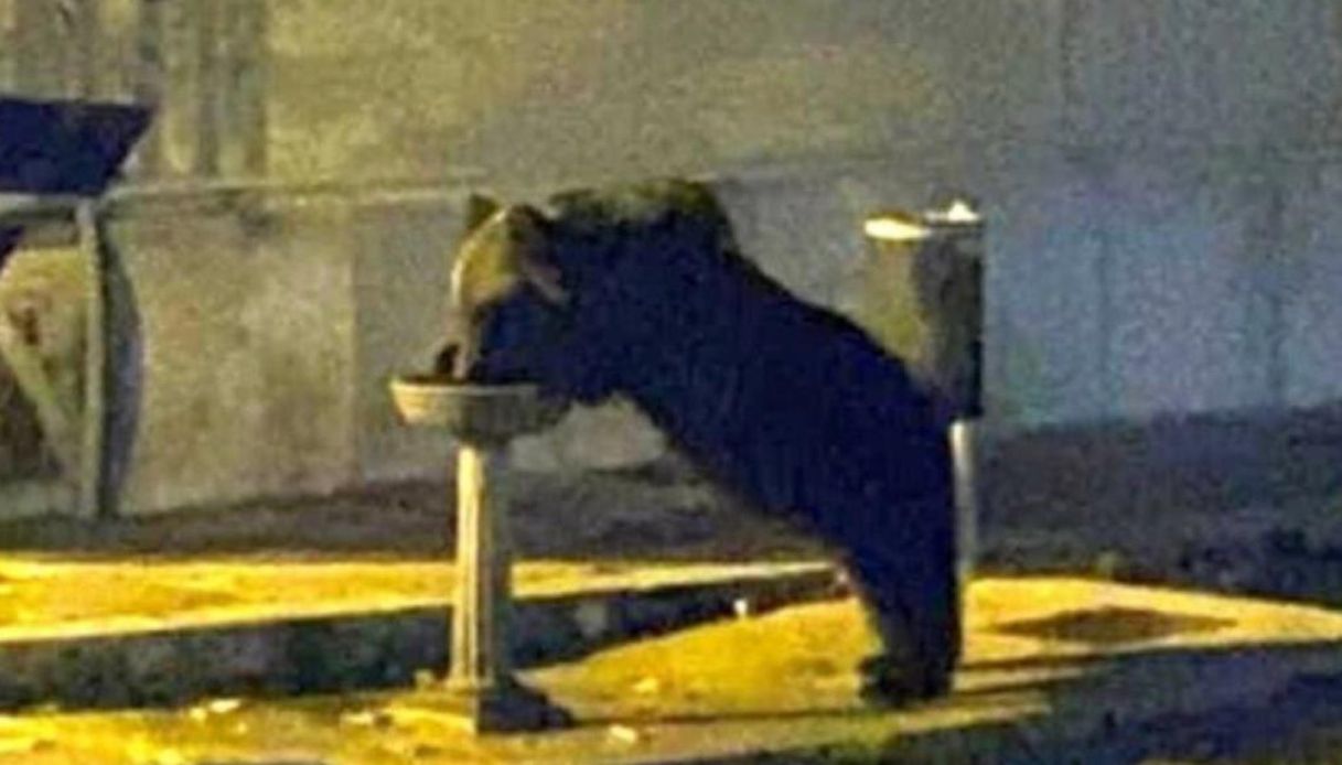 Juan Carrito, l'orso simbolo del Parco d'Abruzzo é morto