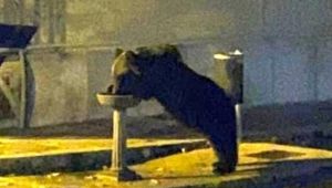 Juan Carrito, l'orso simbolo del Parco d'Abruzzo é morto