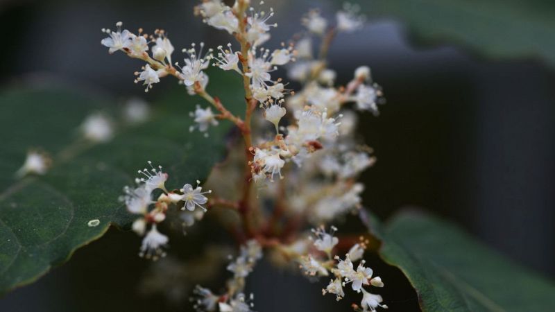 Poligono del Giappone