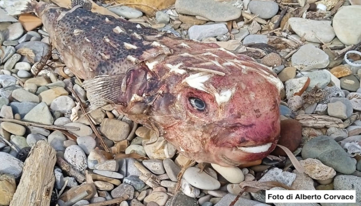 Trovato pesce istrice a Santa Marinella, nuova specie aliena pericolosa in Italia