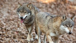 Lupi in Valchiavenna: l'appello dei sindaci