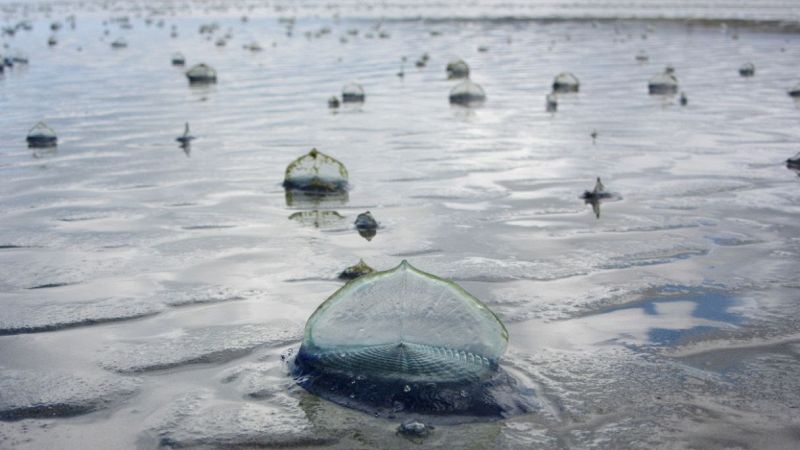 Velella