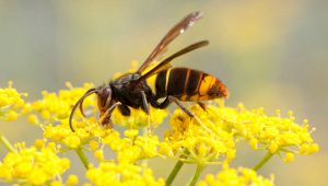 Vespa velutina in Italia: dov'è e i rischi