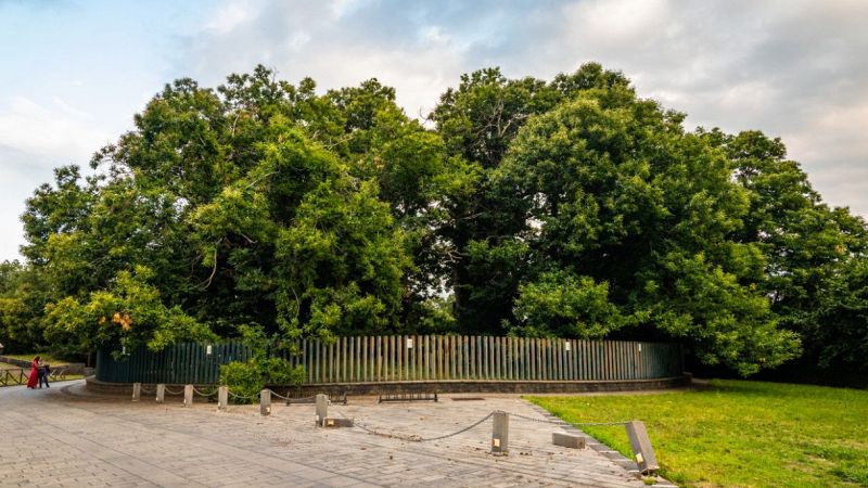 Castagno dei Cento Cavalli