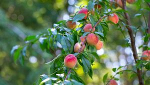 In Italia è scomparsa una pianta da frutta su cinque
