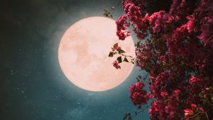 Luna dei Fiori 2023: quando e dove vederla in Italia