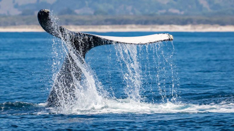 Megattera nel Mar Ligure, avviso della Guardia Costiera