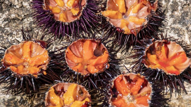 Ricci di mare