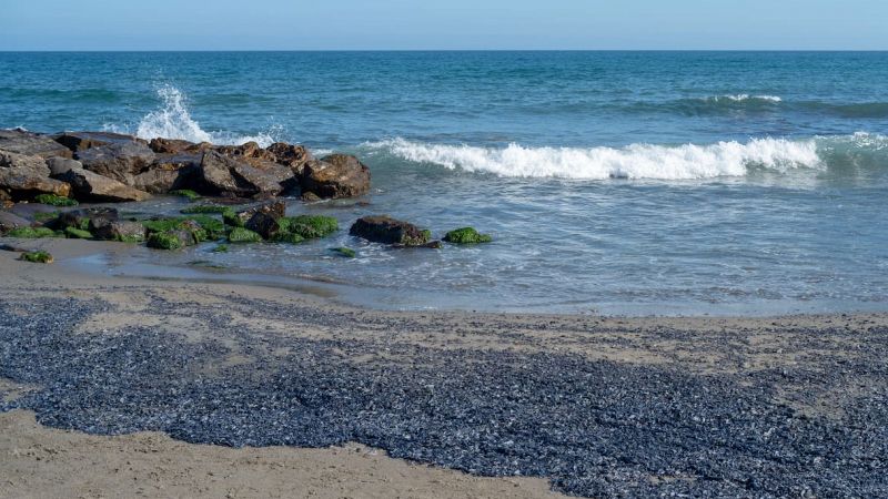 Velella velella sulle spiagge italiane