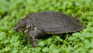 Apalone spinifera