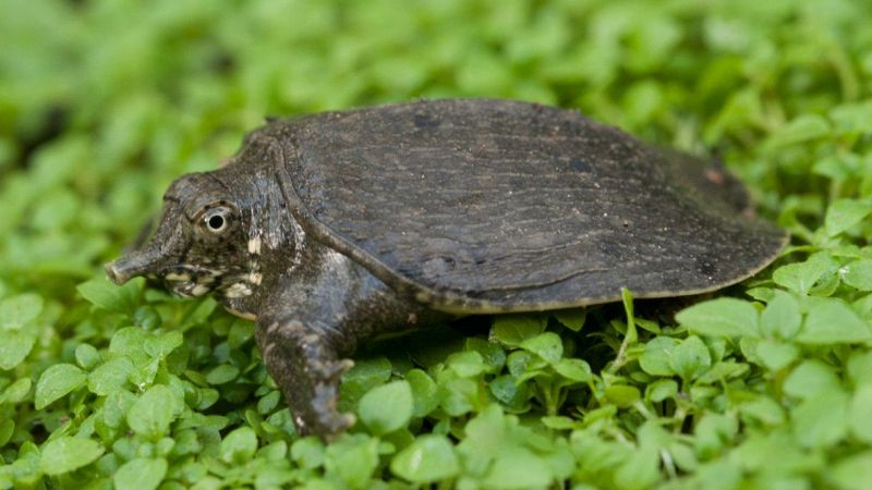 Apalone spinifera