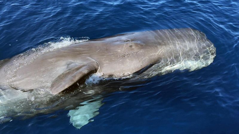 EccezioCapodogli avvistati a Sanremonale avvistamento di capodogli al largo di Sanremo