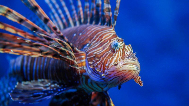 Le Castella, pescato pesce alieno pericoloso