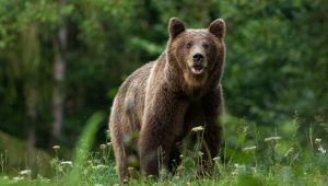 orsi in Trentino torna la paura