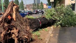 Alberi caduti a Milano durante il nubifragio