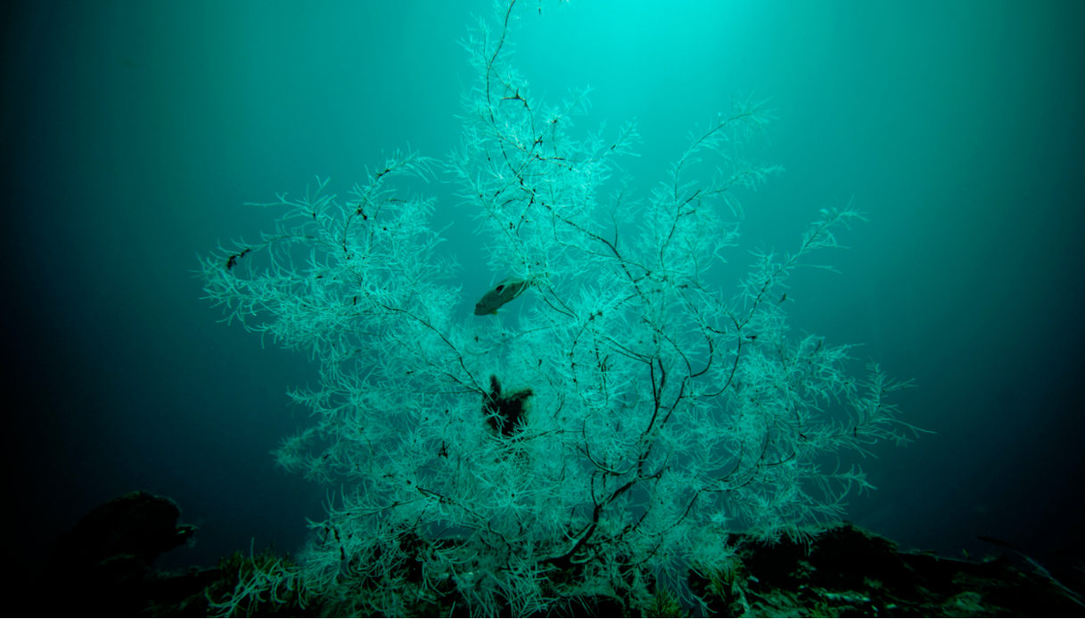 Marettimo: foreste di coralli neri in un documentario di National Geographic