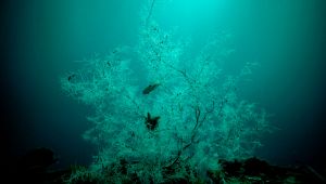 A Marettimo ci sono foreste di corallo nero: la scoperta